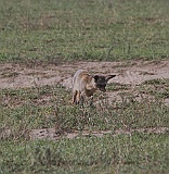 bat-eared fox, Serengeti